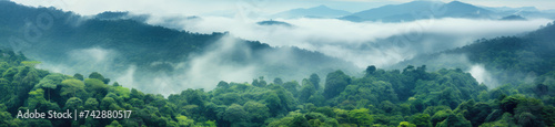 A Serene Forest Blanketed in Mist