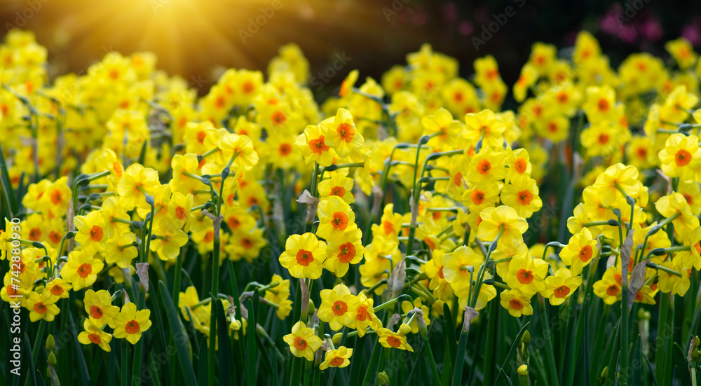 Yellow nacrissus flowers