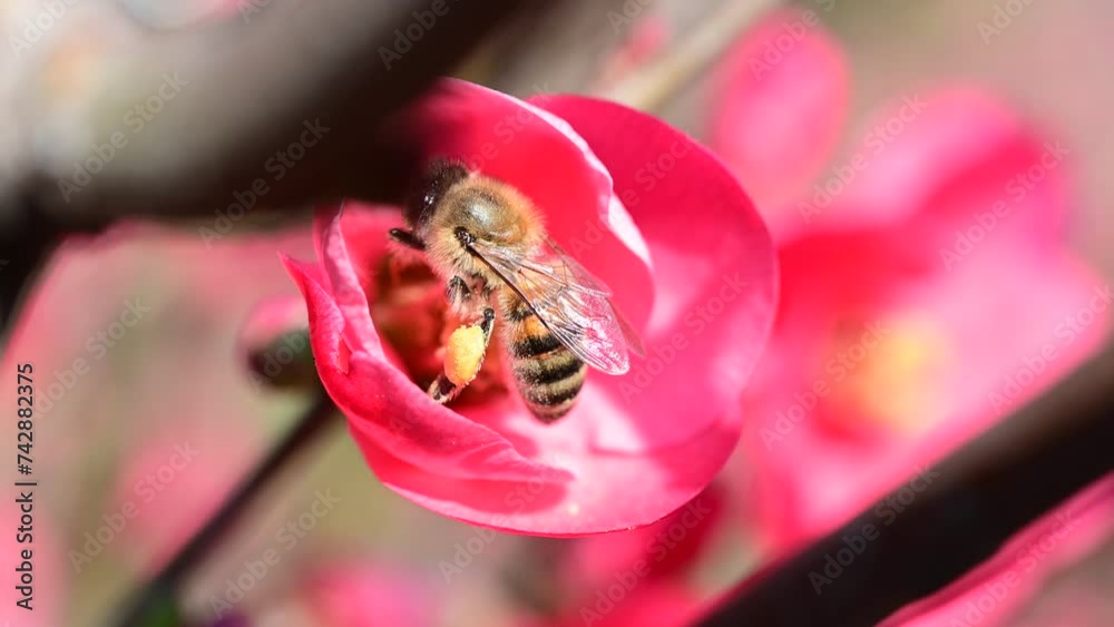 Vidéo Stock Bee working inside pink flower. close up of bee, spring joy