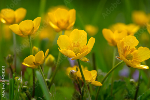 Fototapeta Naklejka Na Ścianę i Meble -  Wild yellow flower on the field