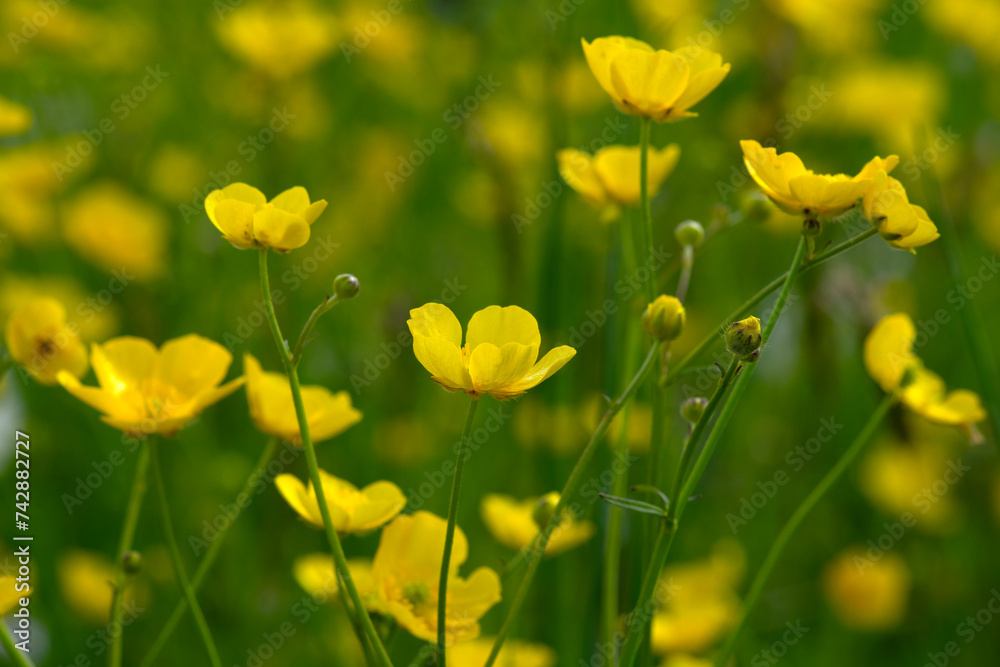 Obraz premium Wild yellow flower on the field