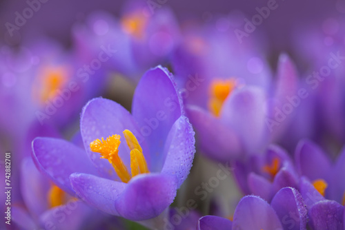 Spring background with purple flowering crocus isolated .