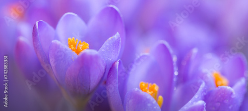 Close-up of a purple Crocus flower on blur background