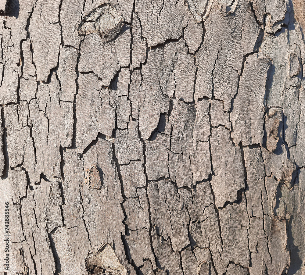Fototapeta premium close-up of the variegated and beautiful bark of a plane tree
