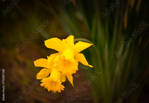yellow daffodil flower