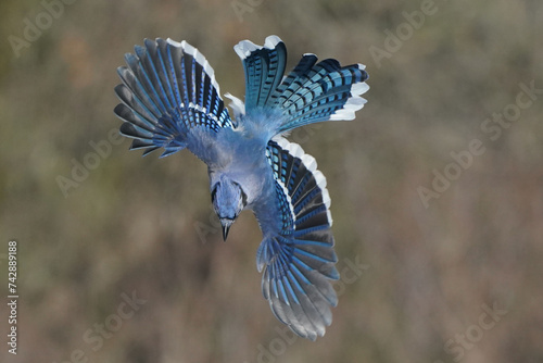 Dramatic Blue jay fights captured in midair on winter sunny day photo