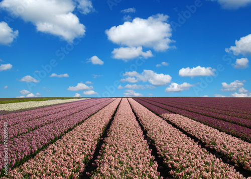 Field of hyacinths in the Netherlands