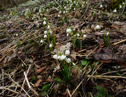 Frühlingsknotenblume; Märzenbecher; Leucojum vernum; spring snowflake; Schwaebische Alb; photo