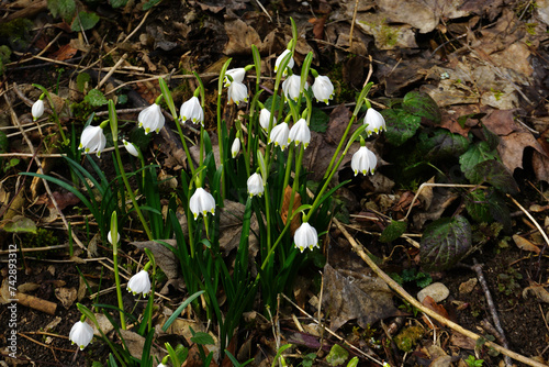Frühlingsknotenblume; Märzenbecher; Leucojum vernum; spring snowflake; Schwaebische Alb; photo