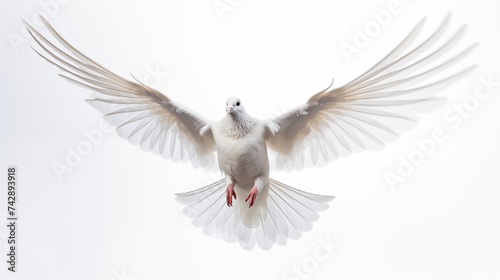 Obraz na płótnie flying white dove isolated on a white background w salonie