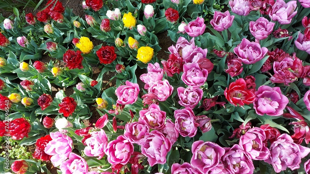 pink and white tulips from The Netherlands