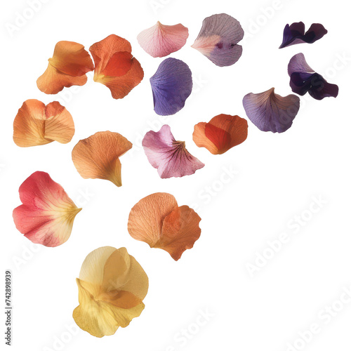 Rose petal isolated on transparent png.