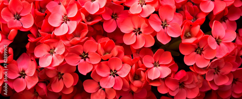 Vibrant red flowers in full bloom, clustering tightly together, convey a fresh spring feel, symbolizing growth and nature's beauty