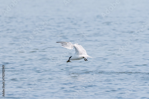 Young sandwich tern fishing in the sea