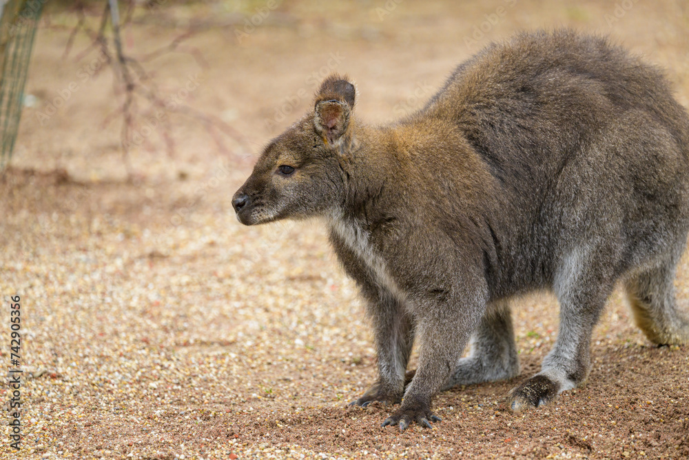 Portrait of a red necked wallaby in a zoo Portrait of a red necked wallaby in a zoo