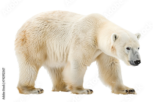 Polar bear isolated on a white