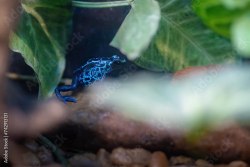 Blue Dyeing Poison Dart Frog (Dendrobates tinctorius)