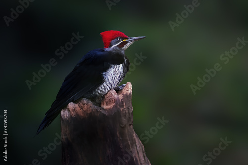 Lineated Woodpecker bird (Dryocopus lineatus) photo