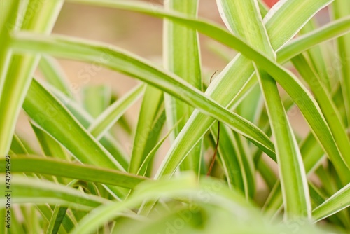 A group of Monstera leaves