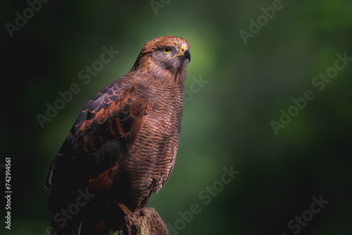 Savanna Hawk (Heterospizias meridionalis) - Bird of Prey photo