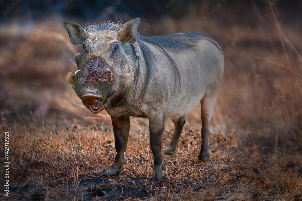 Fototapeta premium Common Warthog (Phacochoerus africanus) African Suine