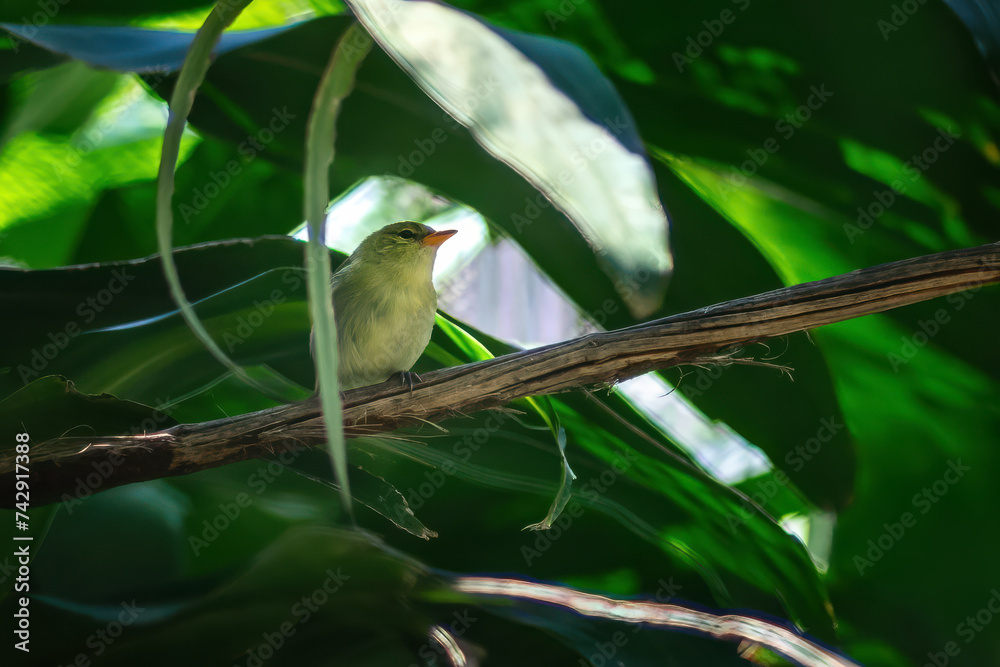 Obraz premium Female Rufous-headed Tanager bird (Hemithraupis ruficapilla)
