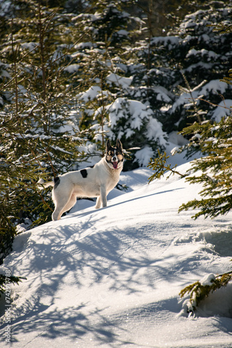 Side view on playful shepherd dog in mountain downhill backlited with sun among snow-covered fir trees