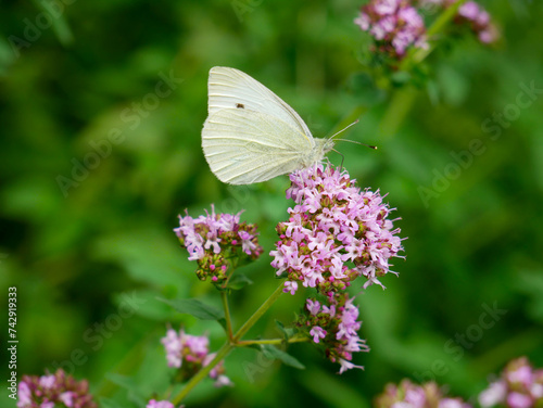 White cabbage leafroll butterfly - Pieris brassicae. Fragile animal on mint flower. Close up.