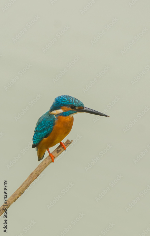 The Common Kingfisher Bird with Beautiful Background. The Common Kingfisher Bird with Beautiful Background.