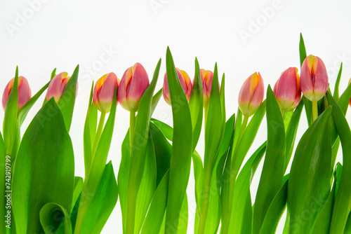 tulips on white