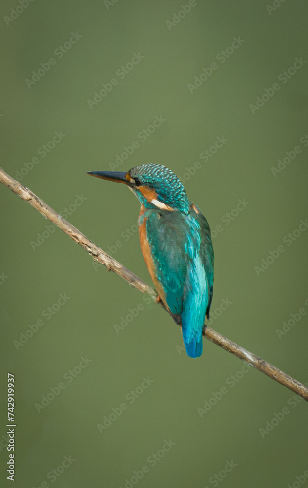 Fototapeta premium The Common Kingfisher Bird with Beautiful Background.