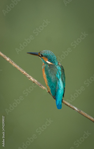 The Common Kingfisher Bird with Beautiful Background.