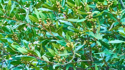 Laurus nobilis, Grecian laurel or sweet true laurel is an aromatic evergreen tree or large shrub with green, glabrous leaves, in flowering plant family Lauraceae. photo