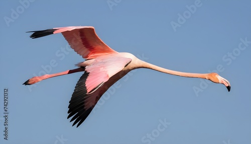 Greater flamingo, phoenicopterus roseus, flying in the sky in Camargue, France