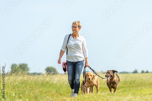 Sticker Dog sitter is walking  with many dogs on a leash