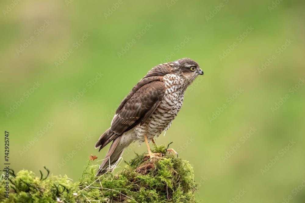 Sparrowhawk, male, perched on a moss covered tree in a forest in the uk in spring. Sparrowhawk, male, perched on a moss covered tree in a forest in the uk in spring.