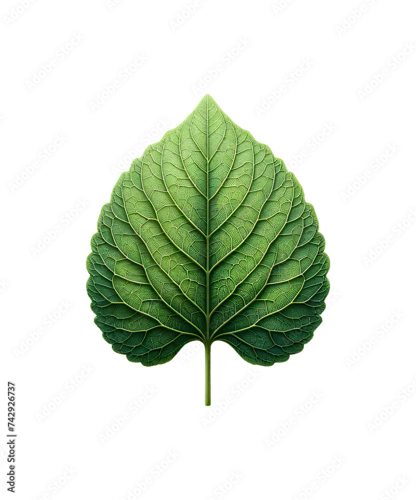 green leaf isolated on transparent background green leaf isolated on transparent background