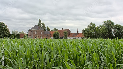 green cornfields and gentleman`s farm in the Flemish countryside photo