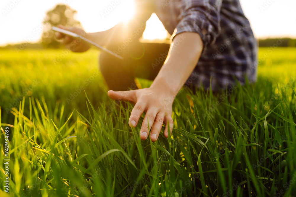 Farmer is checking harvest progress on a tablet at the green wheat field. New crop of wheat is growing. Agricultural and farm concept. Farmer is checking harvest progress on a tablet at the green wheat field. New crop of wheat is growing. Agricultural and farm concept.