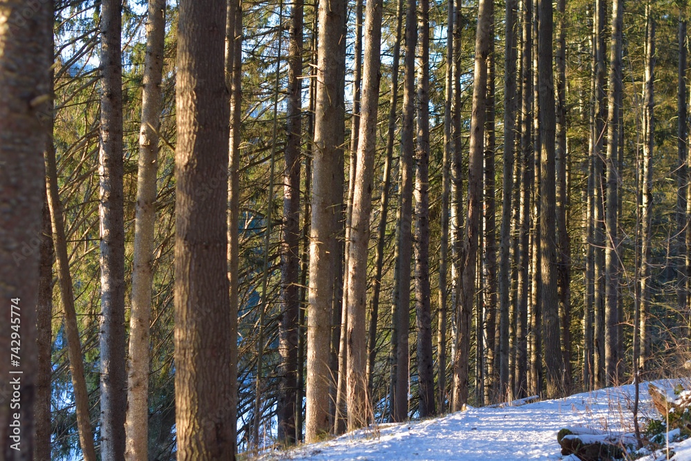 Fototapeta premium Winter landscape fresh snow copy space background