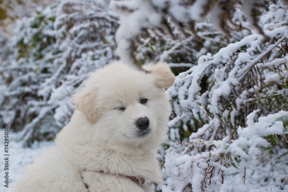 pups first snowfall