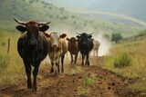 Rebaño de vacas caminando por camino polvoriento