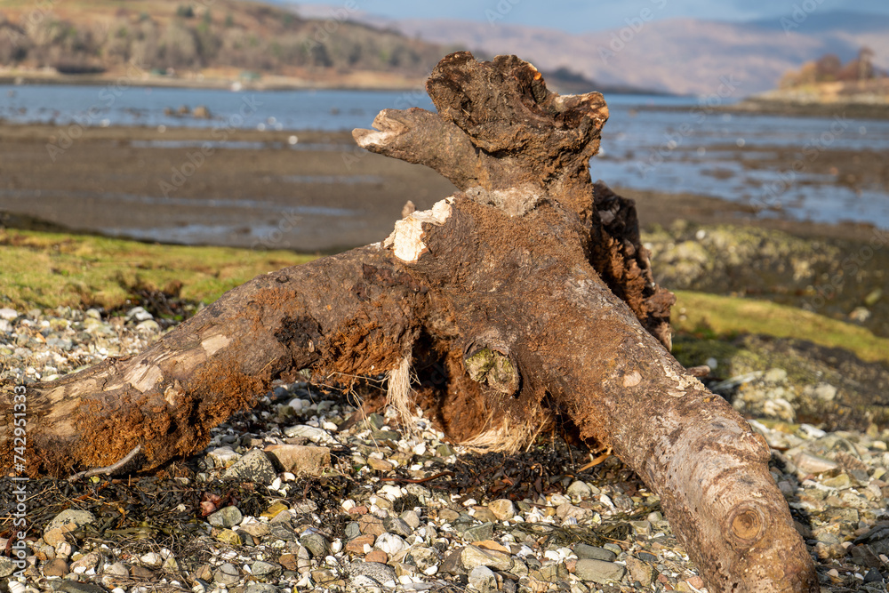 Seaside Sentinel: Weathered Tree Trunk on Pebble Beach Seaside Sentinel: Weathered Tree Trunk on Pebble Beach