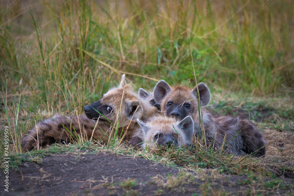 View of small Hyenas in Maasai Mara National Reserve, Rift Valley Province‎, Kenya.