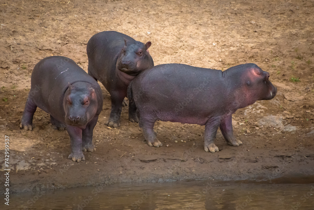 View of Hippopotamus in Maasai Mara National Reserve, Rift Valley Province, Kenya. View of Hippopotamus in Maasai Mara National Reserve, Rift Valley Province, Kenya.