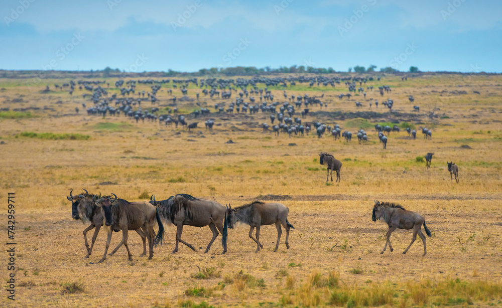 View of Wildebeest and Zebras in Maasai Mara National Reserve, Rift Valley Province‎, Kenya.