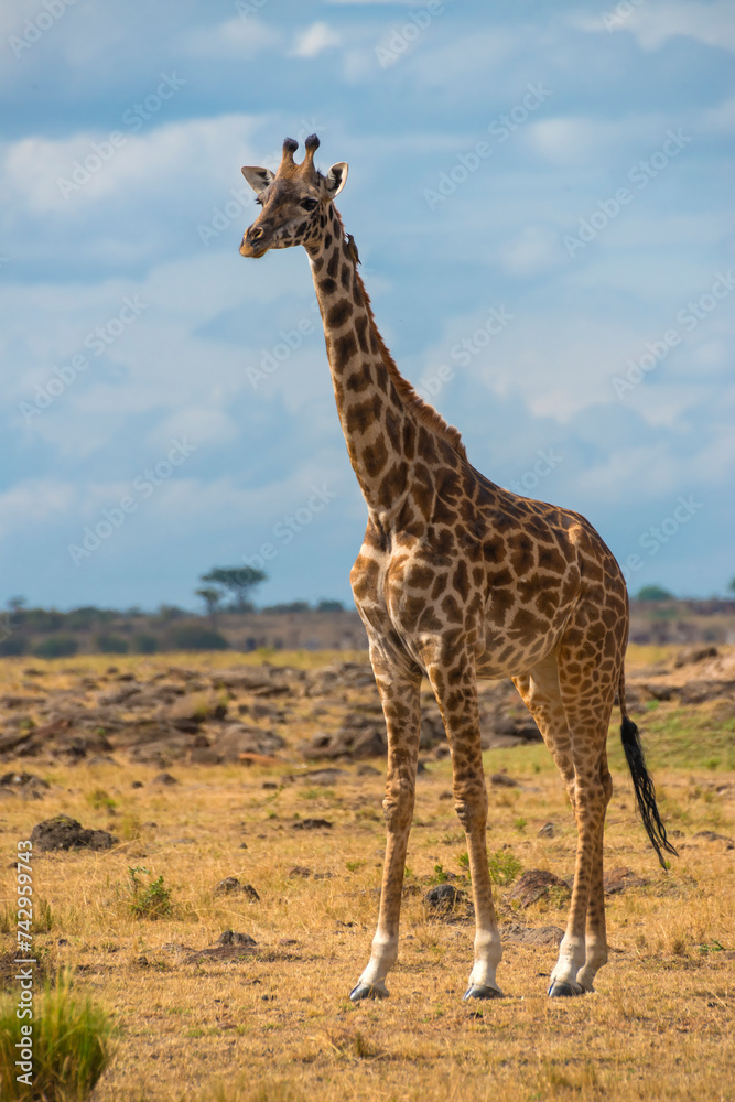 View of a Giraffes in Maasai Mara National Reserve, Rift Valley Province, Kenya. View of a Giraffes in Maasai Mara National Reserve, Rift Valley Province, Kenya.