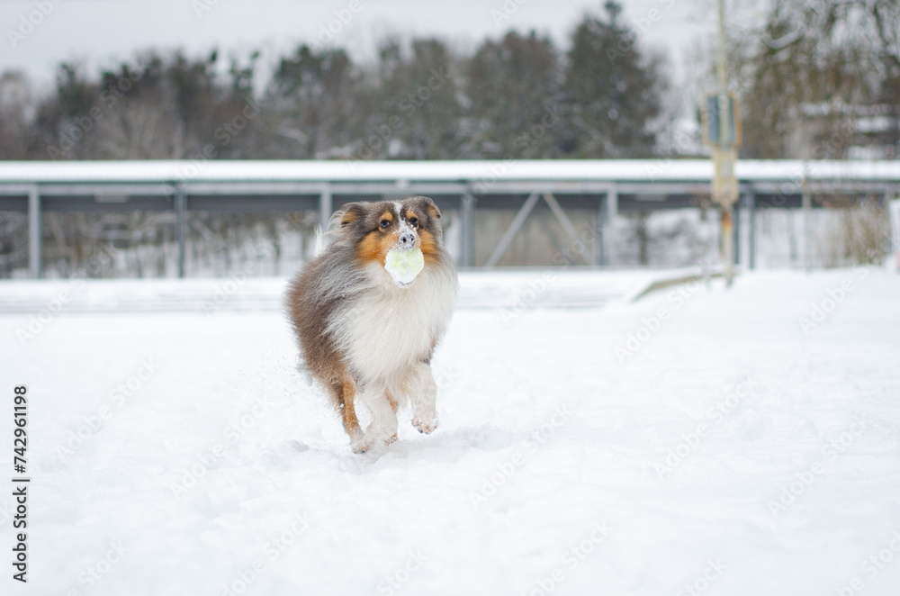 Cute grey brown tricolor dog sheltie in winter. Shetland sheepdog with ...