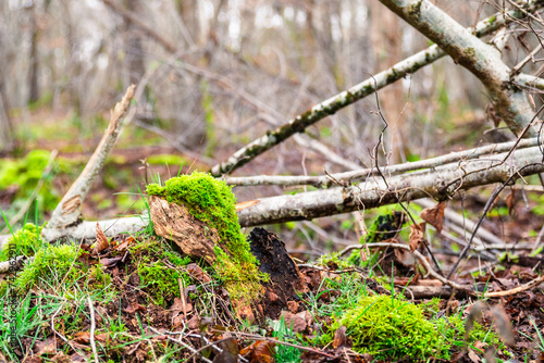 Paysage de sous-bois dans une forêt en hiver avec des feuilles mortes et de la mousse vert sur les arbres.