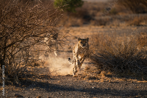 View of a Cheetah running in the desert of Namibia.